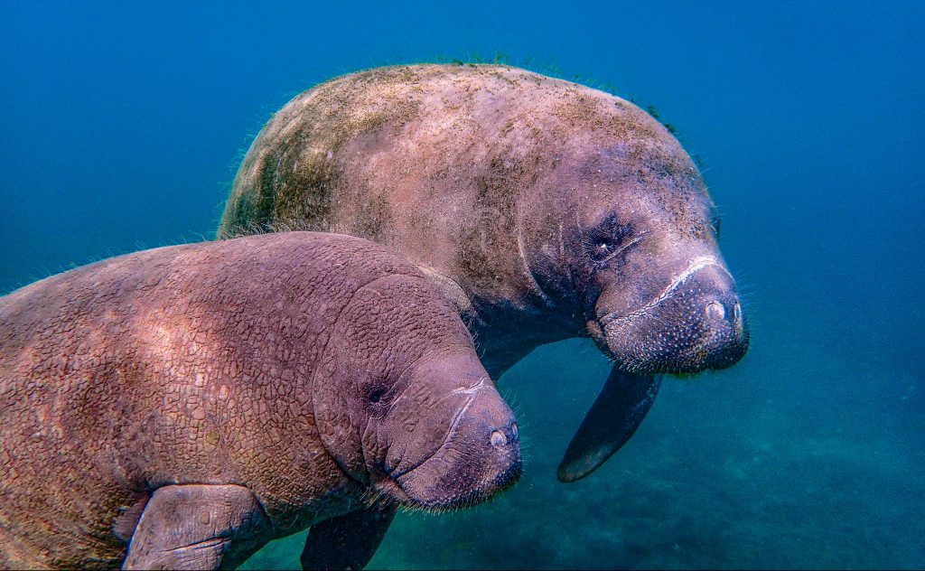 Welcome - Friends of the Crystal River National Wildlife Refuge